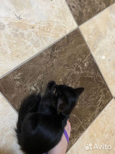 Котенок в добрые руки