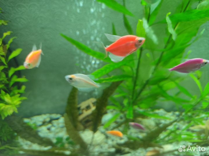 Аквариум 140л