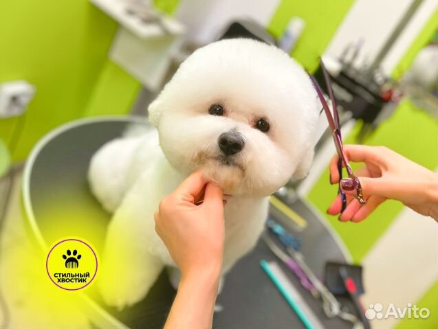 Курсы груминга в Сочи