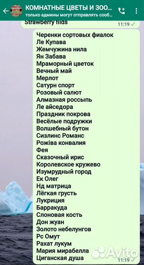 Сортовые фиалки листики