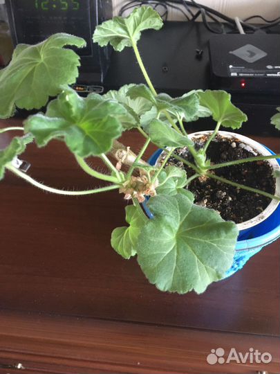 Герань пеларгония Madpearl White