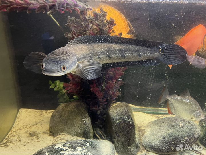 Рыба змееголов