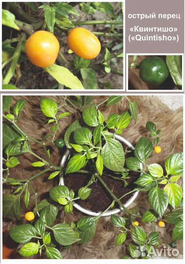 Семена. Острые перцы комнатные и для огорода