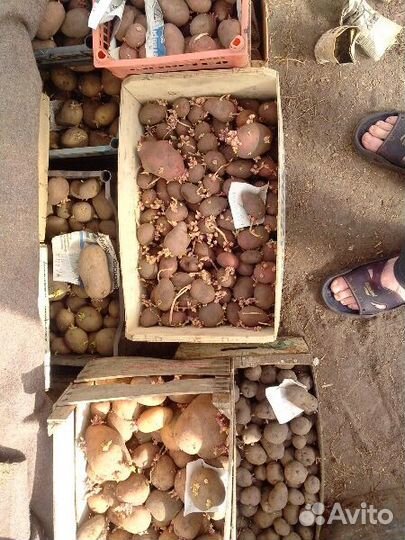 Посадочный сортовой картофель