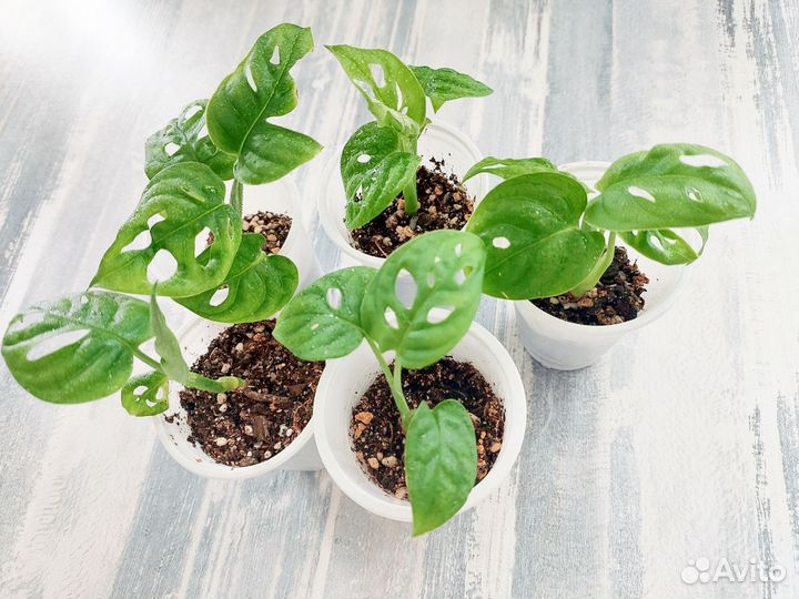 Монстера манки (отростки)