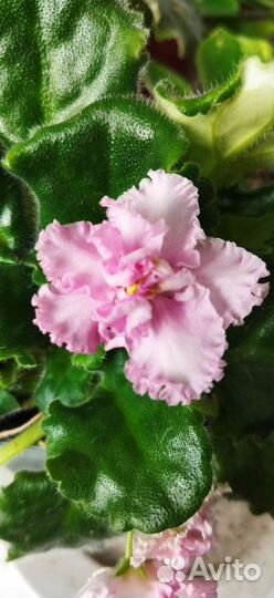 Сортовые фиалки