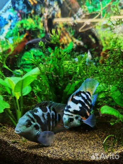 Аквариумные рыбки. Мальки цихлазома чернополосая