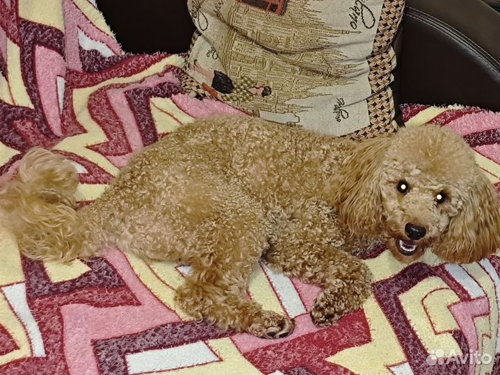 Той-пудель кабель вязка