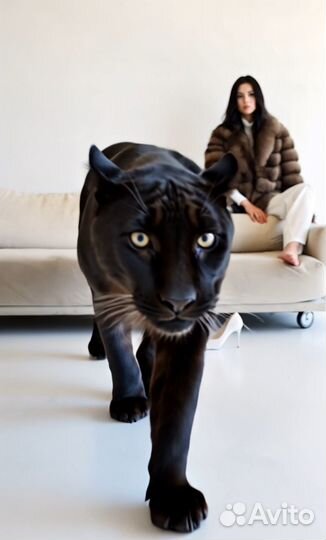 Видео с пантерой, леопардом Нейрофотосессия