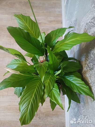 Цветы для дома и офиса