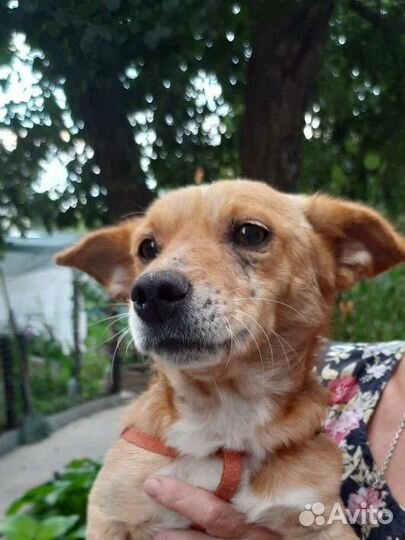 Маленькая собака в добрые руки бесплатно