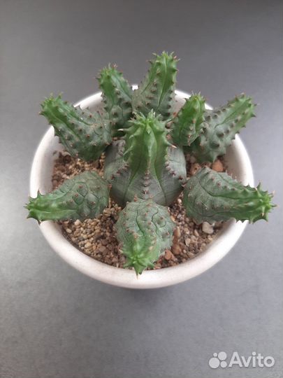 Суккуленты - эуфорбия, алоэ остистое