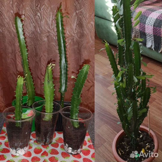 Эуфорбия(молочай треугольный) тригона рубра