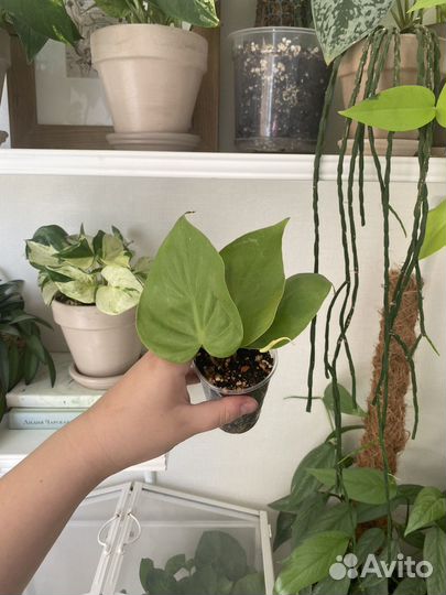 Комнатные растения. Все по 150
