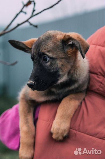 Щенок в добрые руки