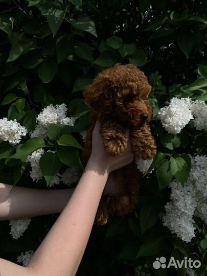 Той-пудель девочки