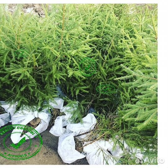 Саженцы Ели Сосны Берёзы