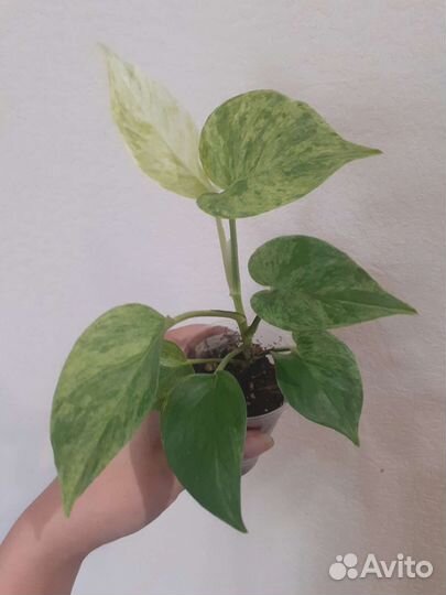 Сциндапсус марб квин неон мунлайт