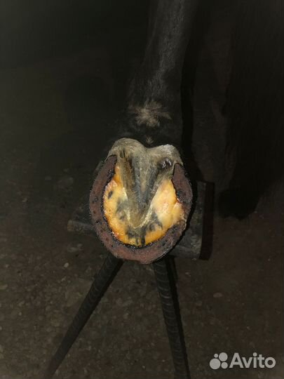 Коваль лошадей, уход за копытами, чистка клпыт