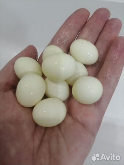 Улитки Архахатины Овум, Слизни Мадагаскарские