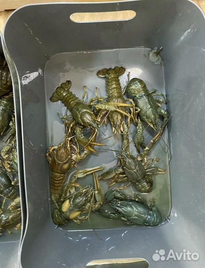 Волжские раки. Доставка