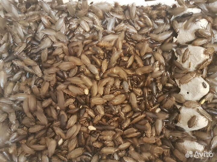 Тараканы для корма