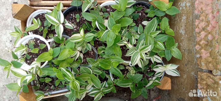 Традесканция опт и розница