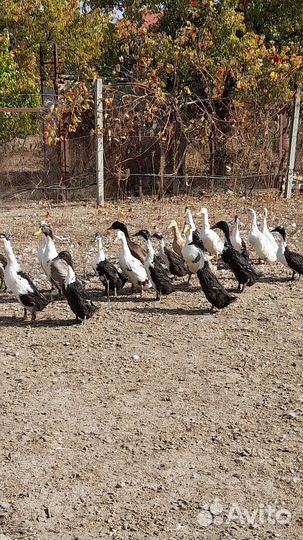 Утки индийский бегунок