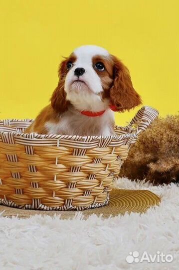 Кинг чарльз спаниель
