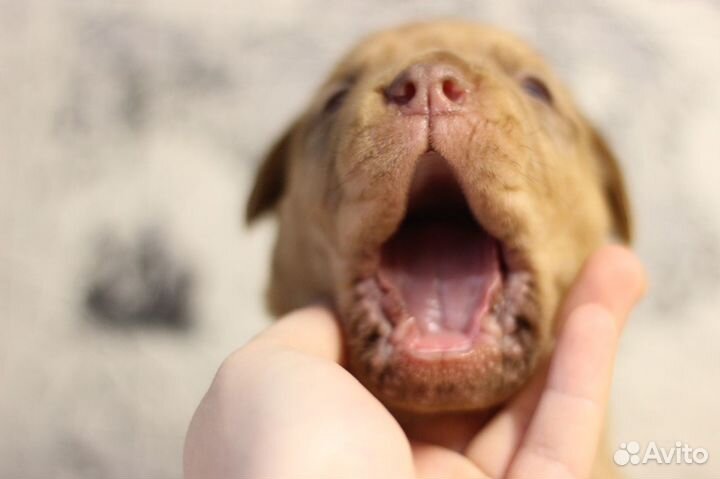 Французский мастиф