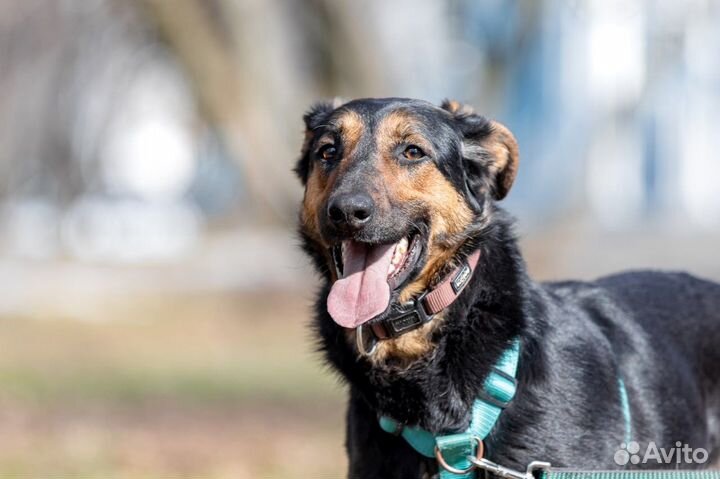 Собака в дар бесплатно метис босерон щенок отдам