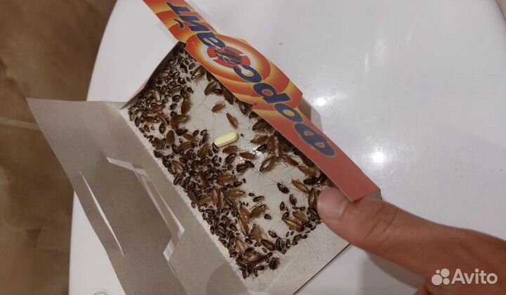 Форссайт клеевые ловушки от тараканов с таблеткой