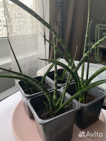 Суккулент Сансевиерия Фернвуд Панк