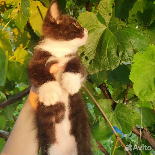 Котенок в дар