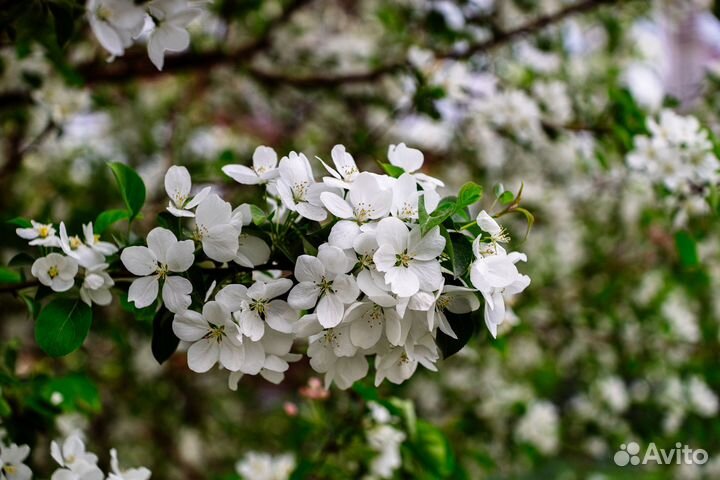 Объектив Meike 50mm 1.2 sony E FE