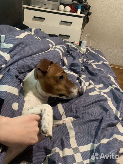 Джекрасер терьер