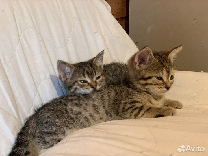 Котята мальчики 2 мес