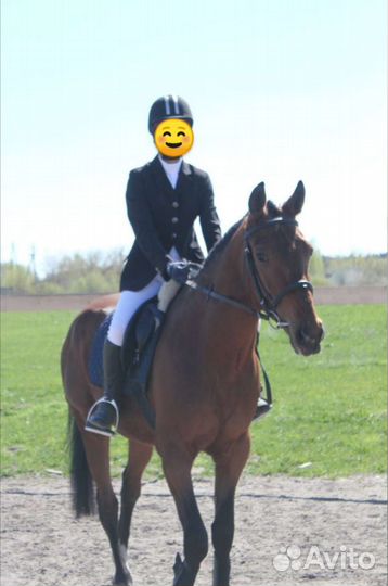 Экипировка для конного спорта