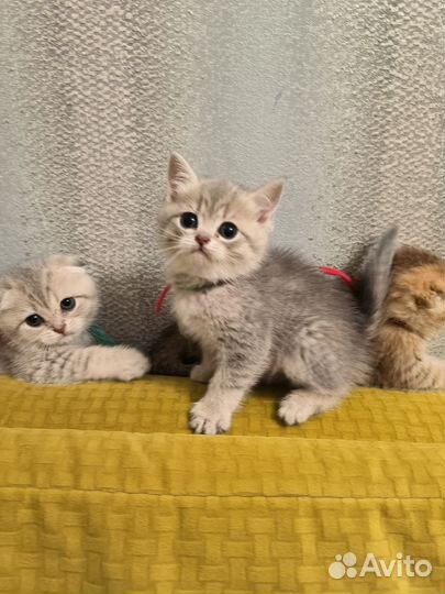 Шиншилла голубой на золоте мальчик