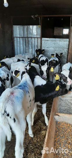 Телята бычки