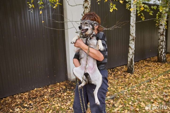 Пес Анчар в добрые терпеливые руки