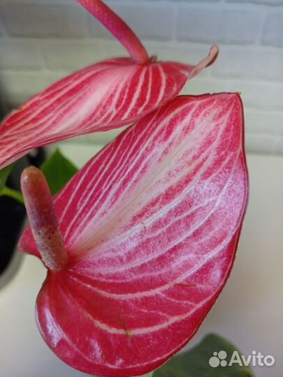 Антуриум ливиум рубин