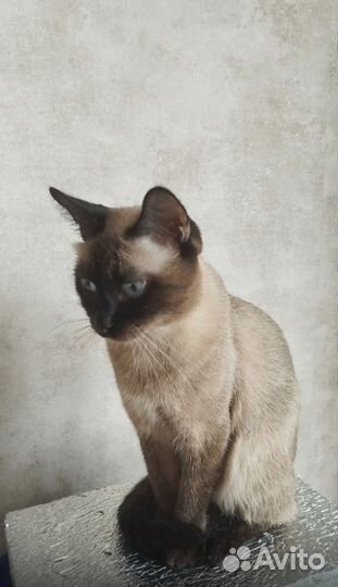 Тайские котята
