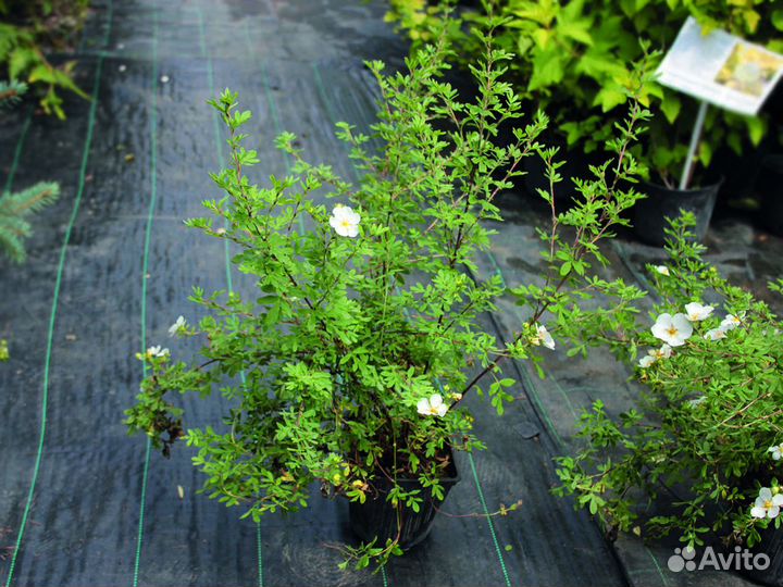 Лапчатка белая 