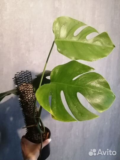 Хойя, кализия пинк леди, плюмерия, циссус