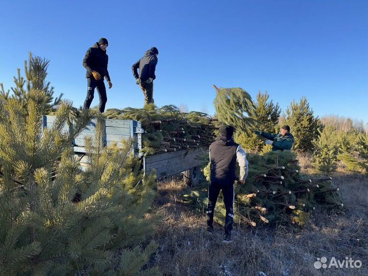 Сосна Оптом