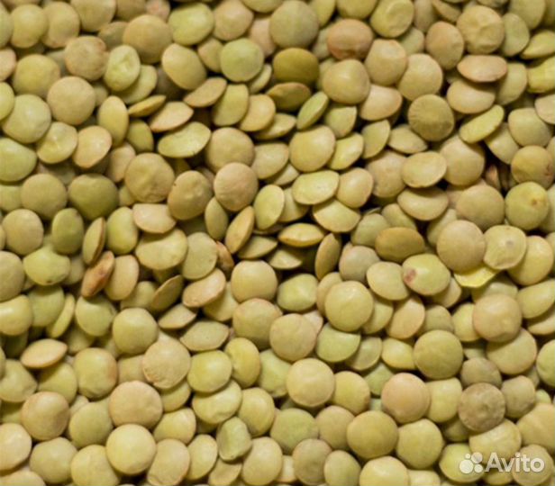 Чечевица зеленая