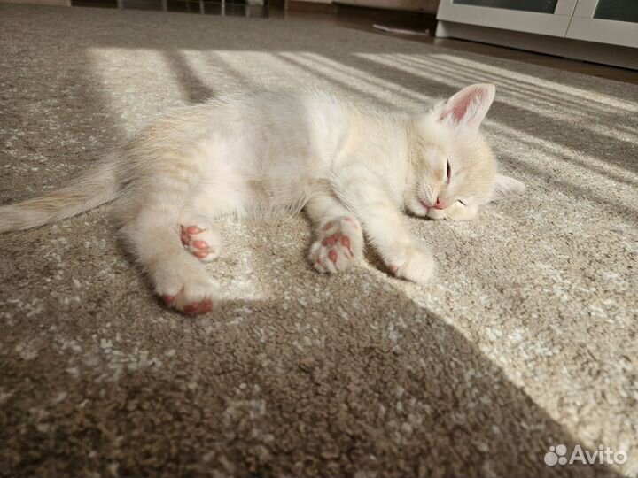 Котята в добрые руки приучены к лотку