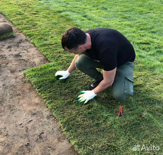 Газон под ключ. Газон посевной и рулонный