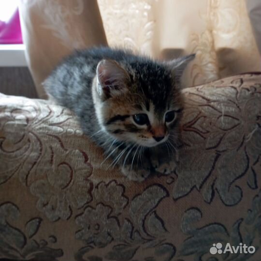Отдам котенка 2 мес